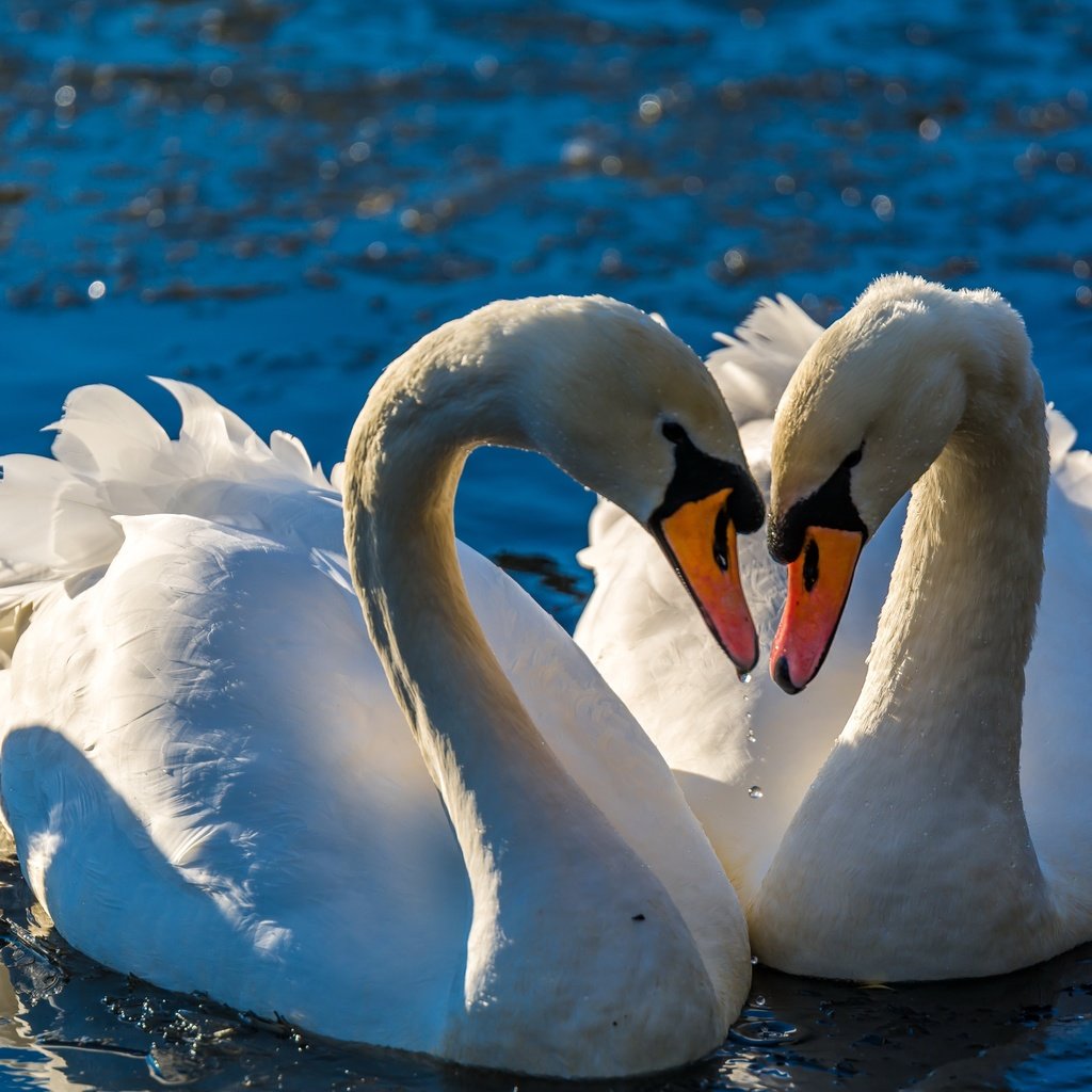 Обои вода, птицы, клюв, любовь, пара, перья, лебеди, water, birds, beak, love, pair, feathers, swans разрешение 5986x3367 Загрузить