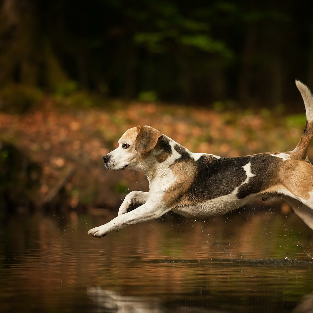 Обои вода, собака, брызги, бег, хвост, бигль, water, dog, squirt, running, tail, beagle разрешение 1920x1200 Загрузить
