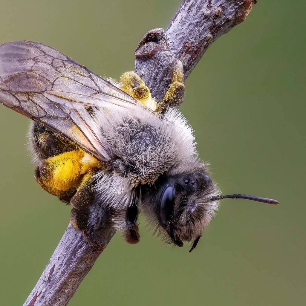 Обои природа, макро, насекомое, фон, крылья, усики, пчела, nature, macro, insect, background, wings, antennae, bee разрешение 2048x1365 Загрузить