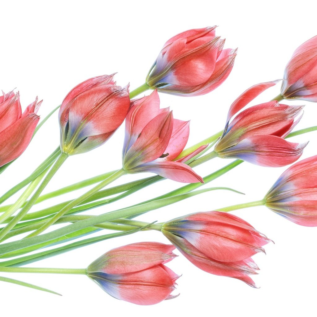 Обои цветы, бутоны, весна, тюльпаны, белый фон, flowers, buds, spring, tulips, white background разрешение 2048x1365 Загрузить