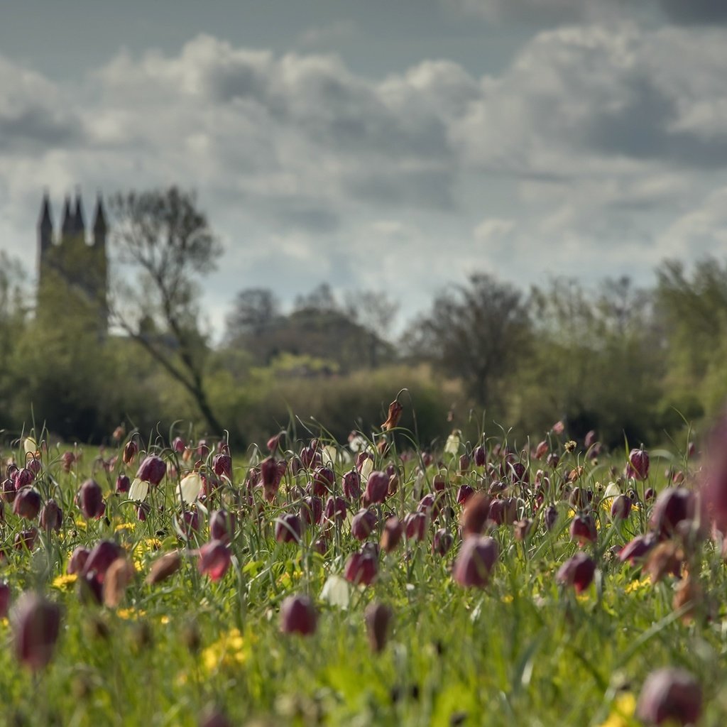 Обои небо, цветы, облака, деревья, поле, лето, замок, the sky, flowers, clouds, trees, field, summer, castle разрешение 2000x1180 Загрузить