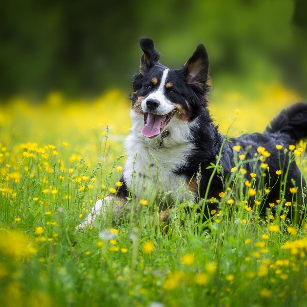 Обои цветы, собака, радость, луг, прогулка, бернский зенненхунд, flowers, dog, joy, meadow, walk, bernese mountain dog разрешение 2048x1365 Загрузить