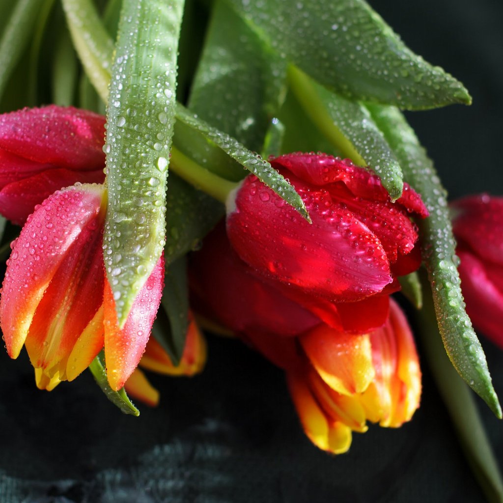 Обои цветы, вода, бутоны, капли, черный фон, тюльпаны, flowers, water, buds, drops, black background, tulips разрешение 2048x1356 Загрузить
