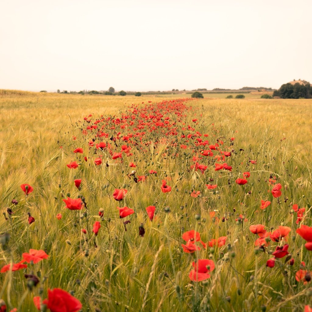 Обои цветы, поле, горизонт, лето, маки, колосья, flowers, field, horizon, summer, maki, ears разрешение 6000x4000 Загрузить