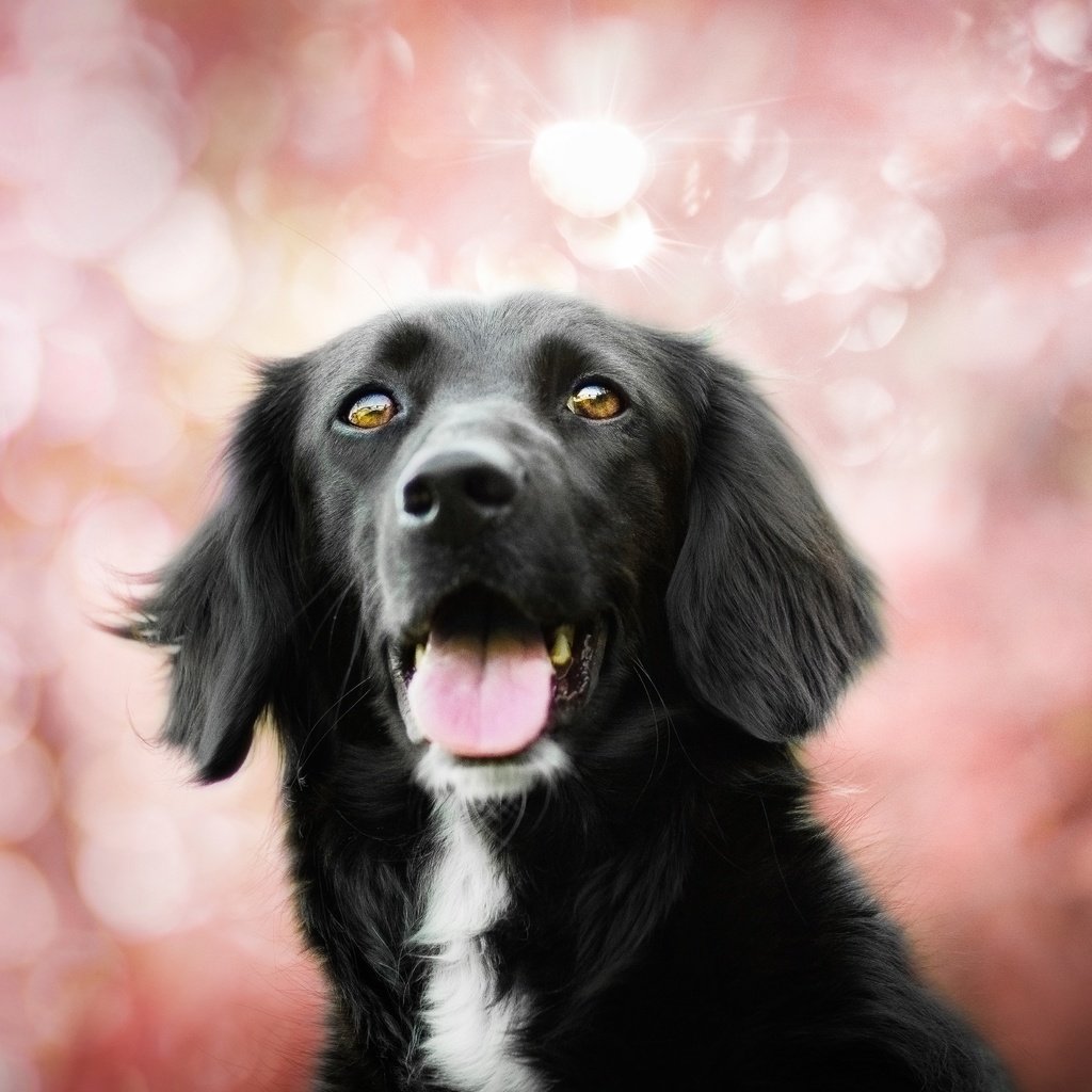 Обои собака, язык, пес, боке, бордер-колли, kedves tamara, spring colors, dog, language, bokeh, the border collie разрешение 4925x3283 Загрузить