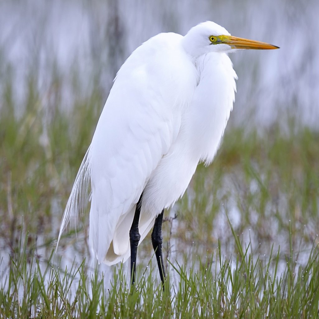 Обои природа, птица, клюв, цапля, белая цапля, nature, bird, beak, heron, white egret разрешение 2718x1600 Загрузить
