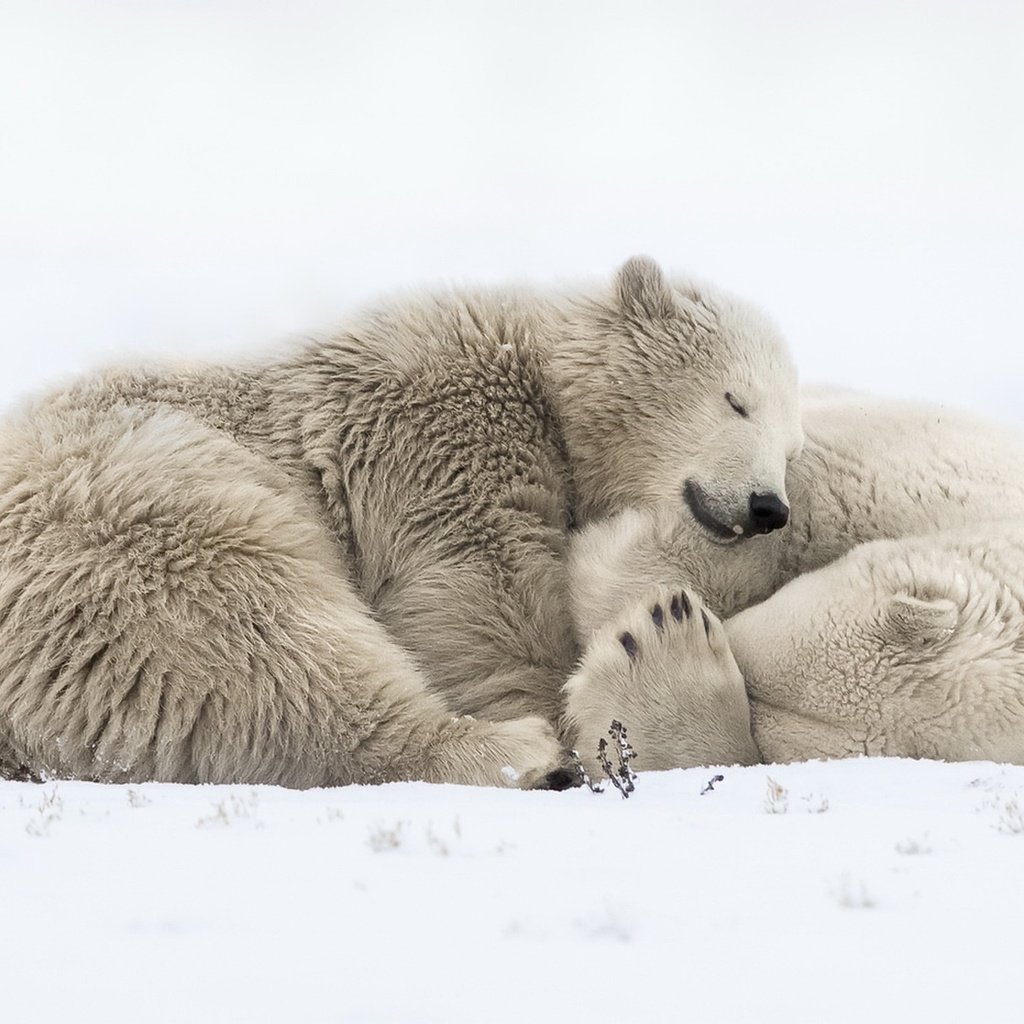 Обои снег, природа, сон, медведи, белый медведь, snow, nature, sleep, bears, polar bear разрешение 1920x1118 Загрузить