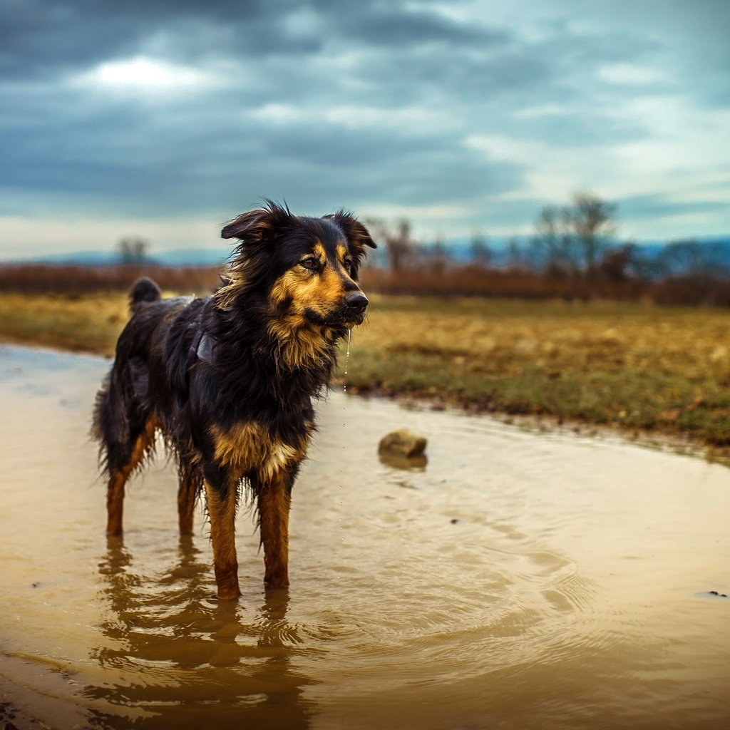 Обои природа, собака, лужа, мокрая, эмма, австралийская овчарка, chris talentfrei, nature, dog, puddle, wet, emma, australian shepherd разрешение 5199x3466 Загрузить