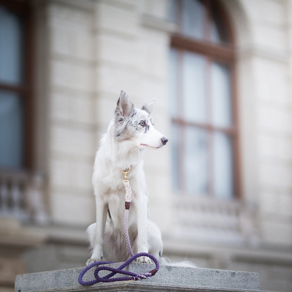 Обои собака, пятна, боке, поводок, бордер-колли, alicja zmysłowska, witty&white, dog, spot, bokeh, leash, the border collie разрешение 2048x1365 Загрузить