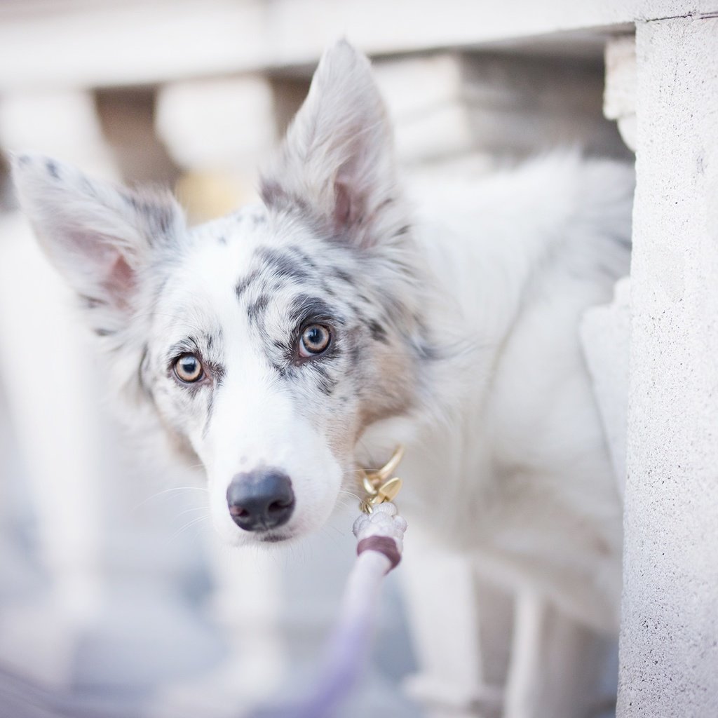 Обои собака, пятна, боке, бордер-колли, alicja zmysłowska, witty&white, dog, spot, bokeh, the border collie разрешение 2048x1365 Загрузить