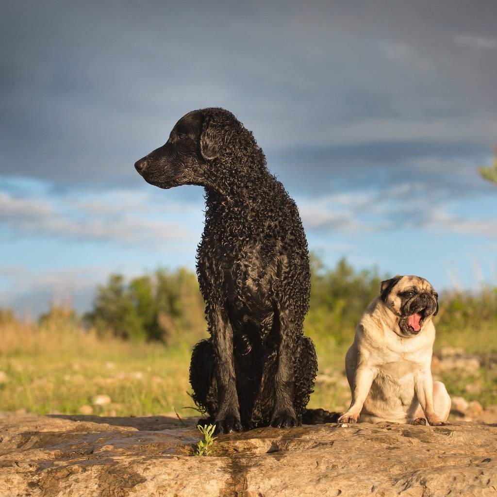 Обои собаки, мопс, ретривер, кёрли, курчавошёрстный ретривер, dogs, pug, retriever, curly, curtiosity retriever разрешение 2048x1365 Загрузить