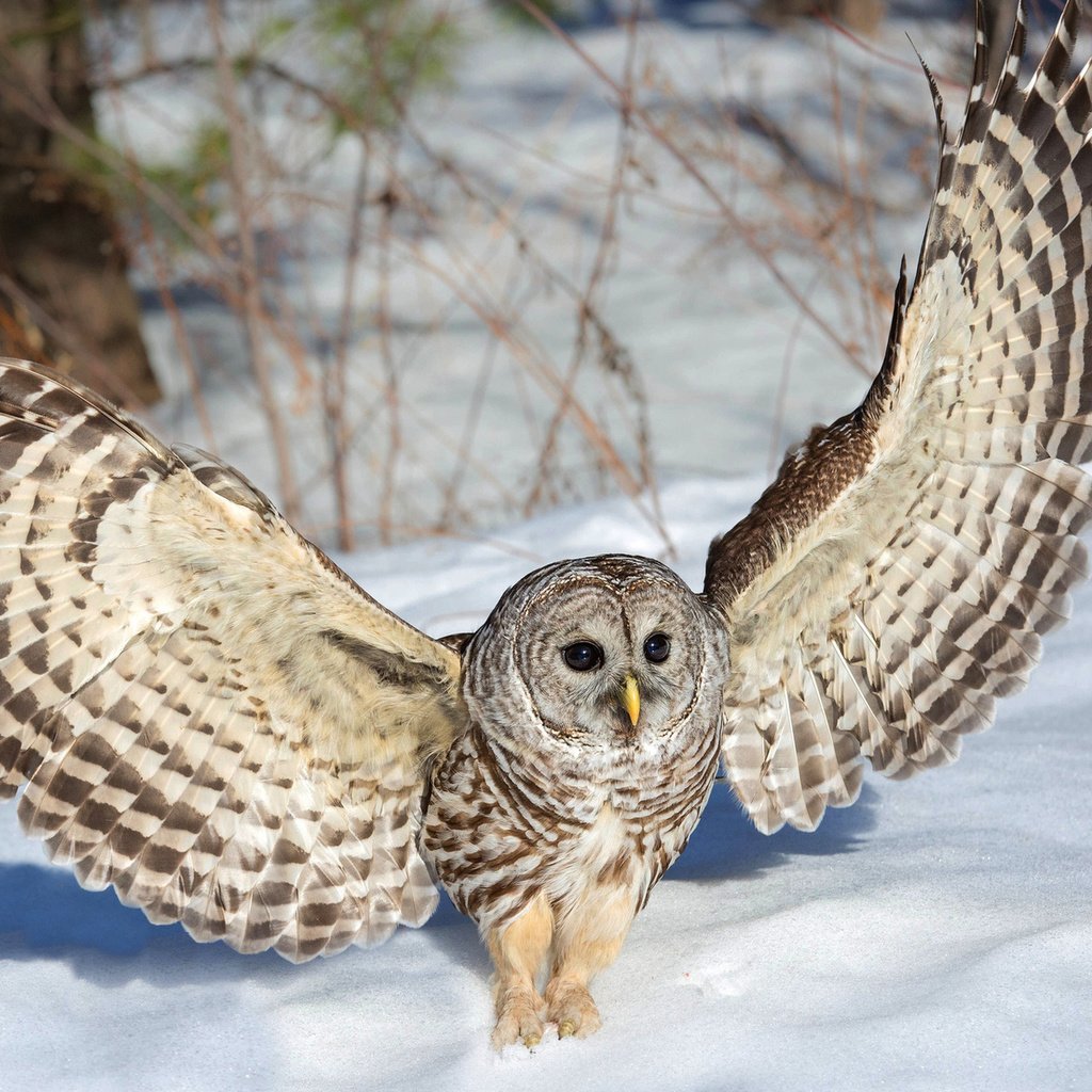 Обои сова, снег, зима, крылья, неясыть, owl, snow, winter, wings разрешение 1920x1200 Загрузить