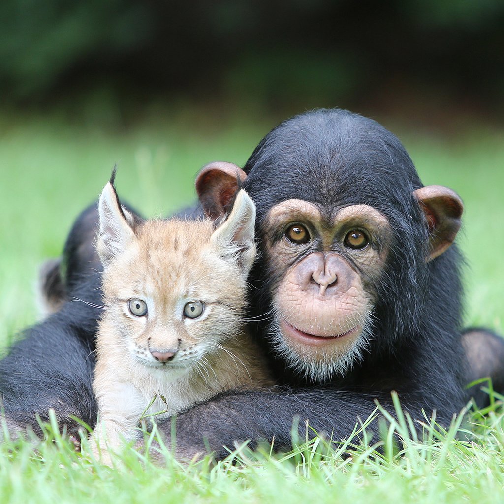 Обои трава, природа, рысь, животные, обезьяна, детеныши, шимпанзе, grass, nature, lynx, animals, monkey, cubs, chimpanzees разрешение 2000x1334 Загрузить