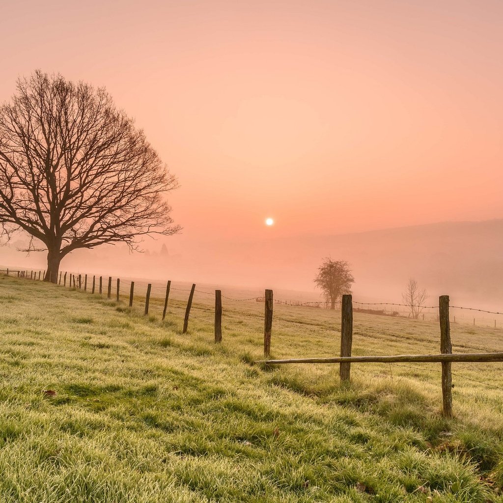 Обои трава, деревья, утро, туман, поле, забор, grass, trees, morning, fog, field, the fence разрешение 2048x1152 Загрузить