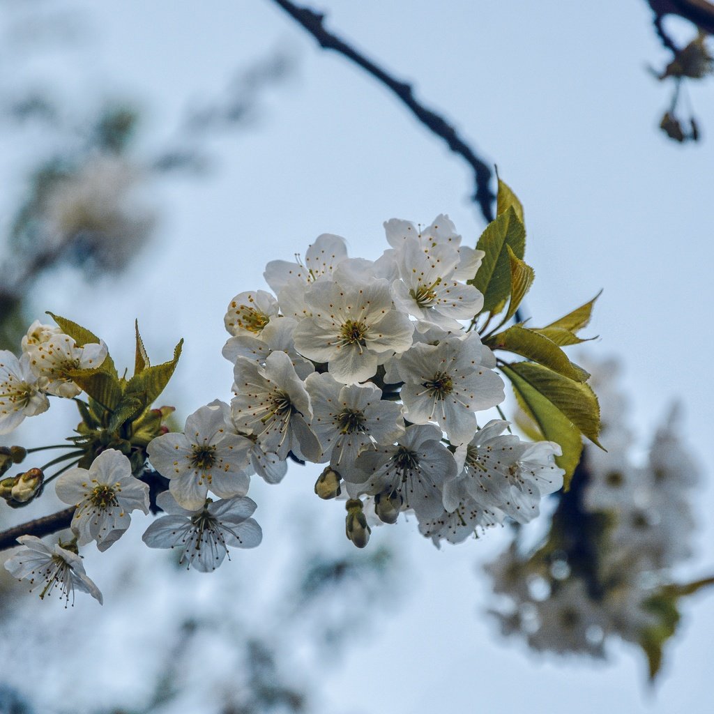 Обои ветка, дерево, цветение, весна, вишня, branch, tree, flowering, spring, cherry разрешение 5531x3689 Загрузить