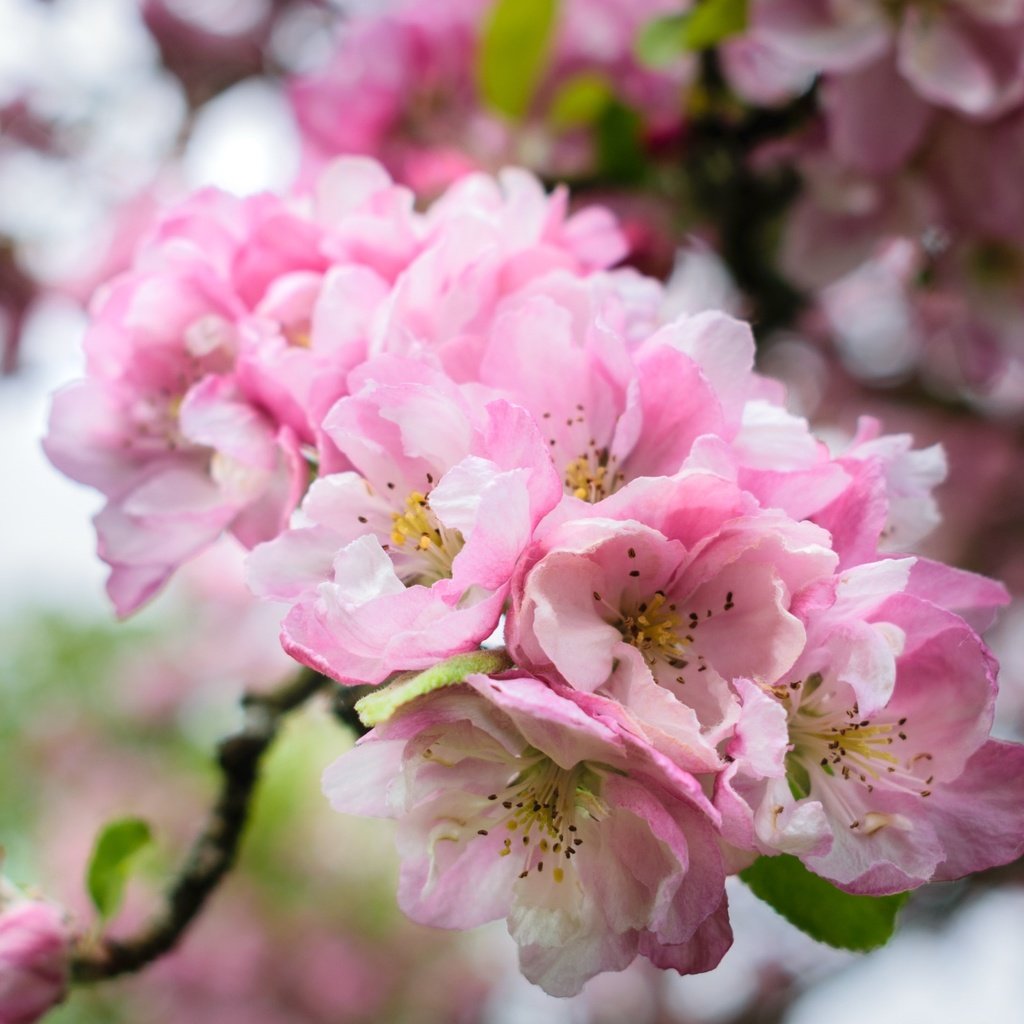 Обои ветка, цветение, весна, розовые, сакура, branch, flowering, spring, pink, sakura разрешение 2400x1526 Загрузить