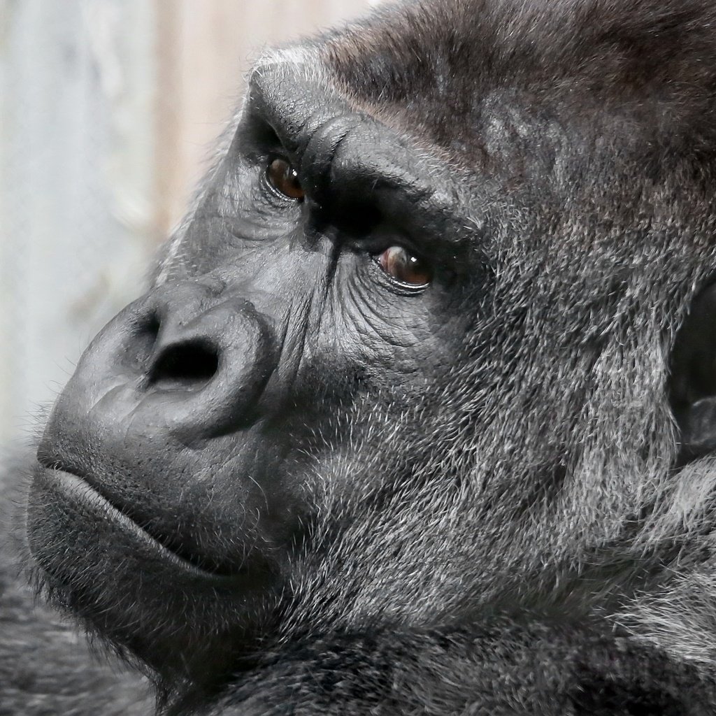 Обои взгляд, обезьяна, горилла, look, monkey, gorilla разрешение 2048x1353 Загрузить