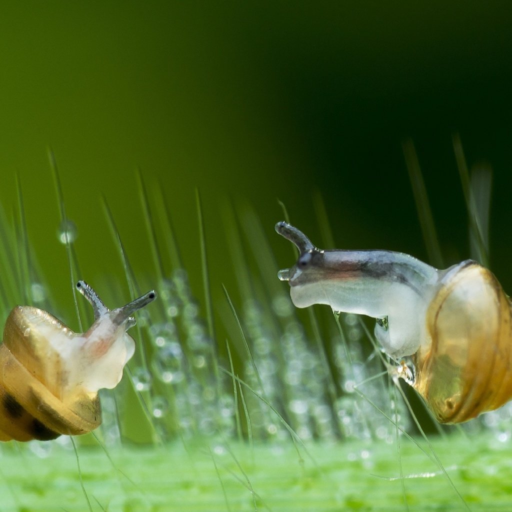 Обои зелень, макро, капли, стекло, улитки, lim choo how, greens, macro, drops, glass, snails разрешение 2972x1800 Загрузить