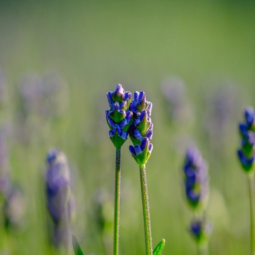 Обои цветы, природа, фон, поле, лаванда, размытость, jazzmatica, flowers, nature, background, field, lavender, blur разрешение 4896x2760 Загрузить