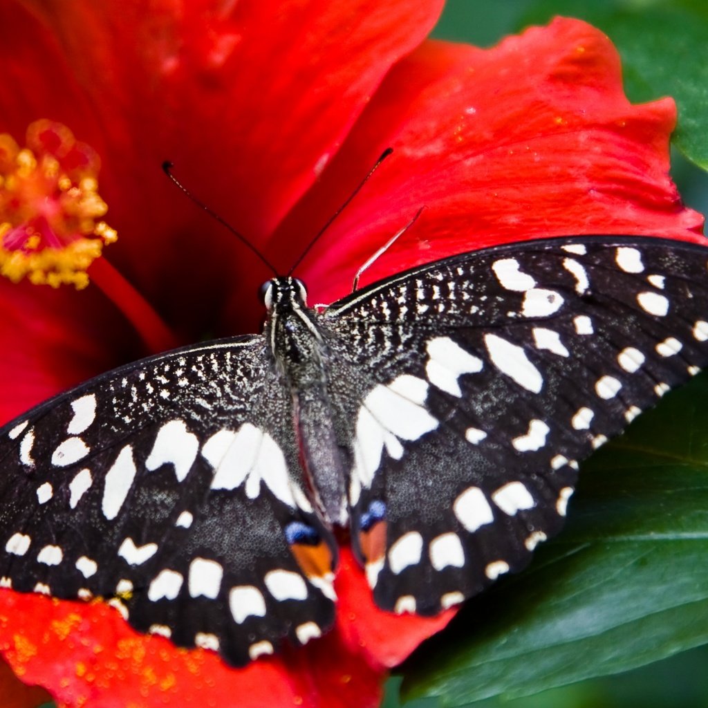 Обои насекомое, цветок, бабочка, крылья, гибискус, insect, flower, butterfly, wings, hibiscus разрешение 3840x2160 Загрузить
