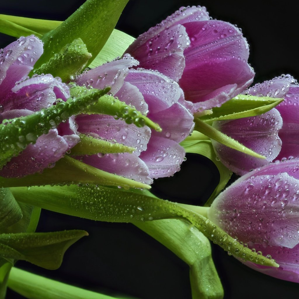 Обои цветы, бутоны, капли, черный фон, тюльпаны, розовые, flowers, buds, drops, black background, tulips, pink разрешение 3000x2002 Загрузить