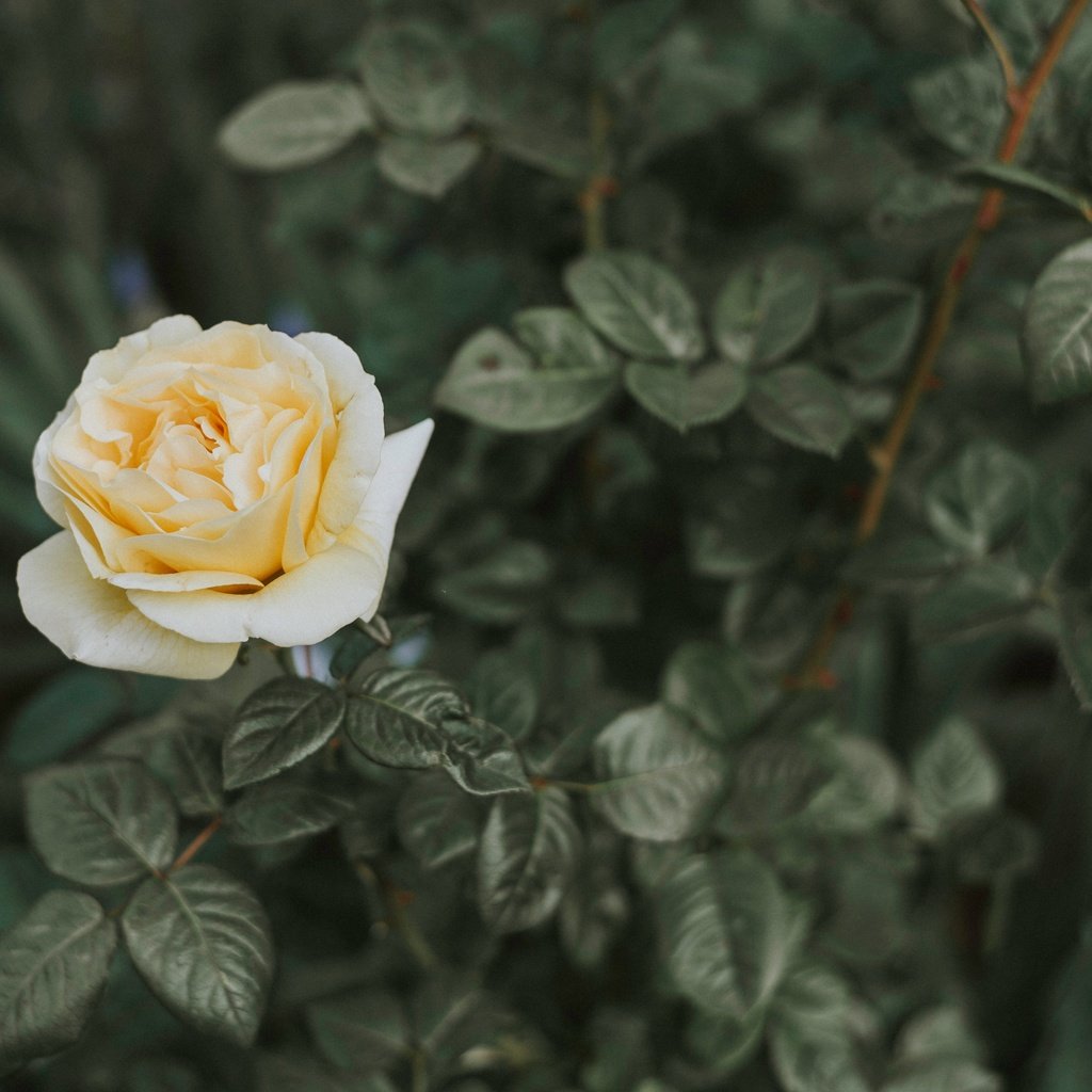 Обои листья, цветок, роза, лепестки, куст, leaves, flower, rose, petals, bush разрешение 5852x3658 Загрузить