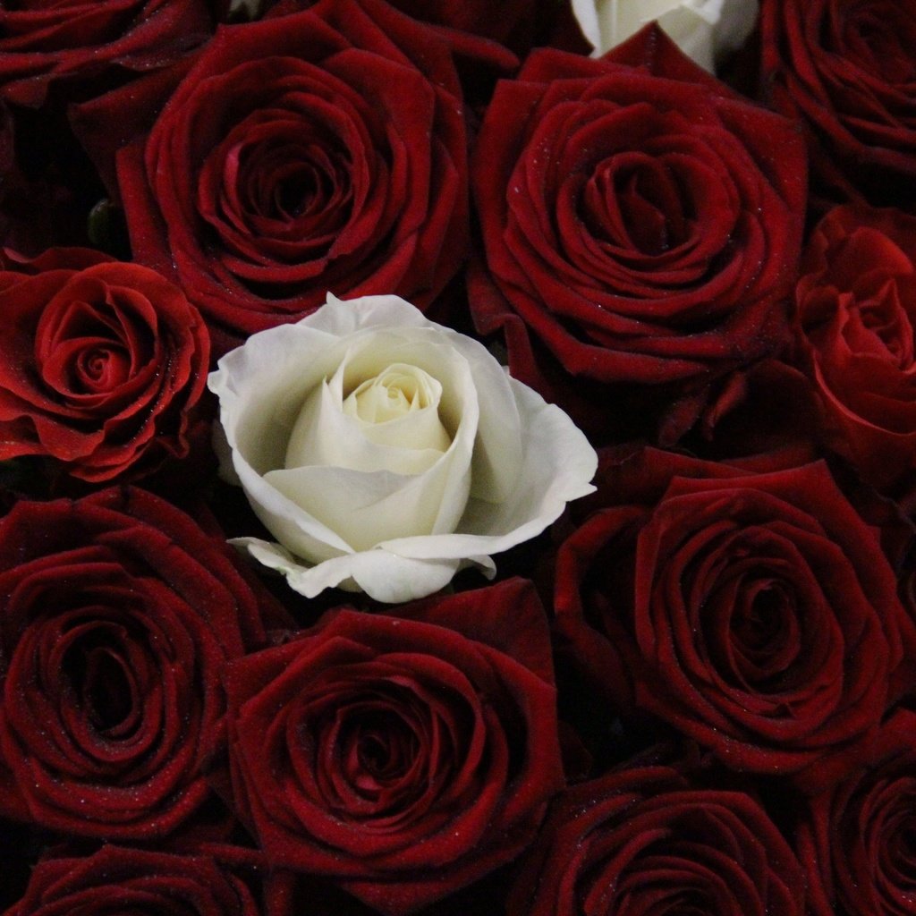 Обои цветы, бутоны, розы, красные, букет, роза белая, flowers, buds, roses, red, bouquet, rose white разрешение 5184x3456 Загрузить