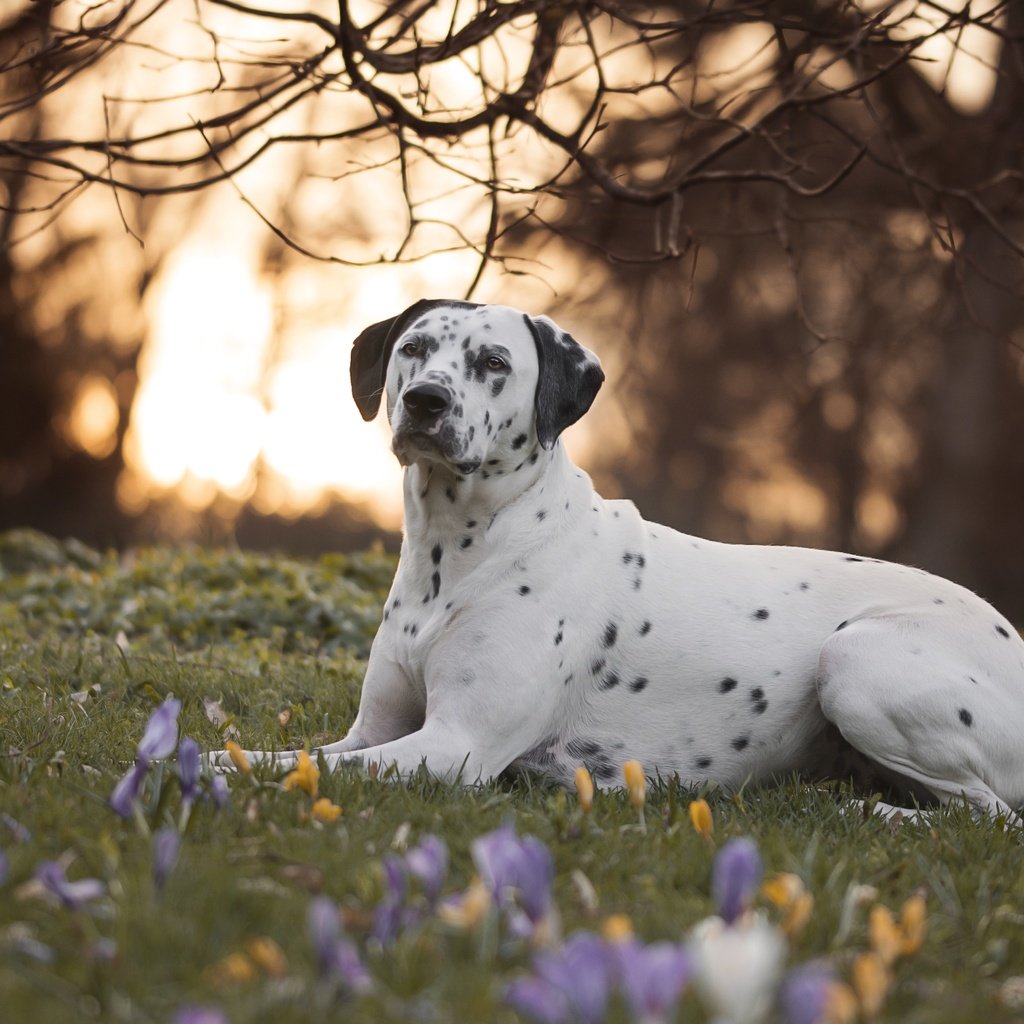 Обои цветы, природа, ветки, собака, далматин, далматинец, крокусы, flowers, nature, branches, dog, dalmatian, dalmatians, crocuses разрешение 6000x4000 Загрузить