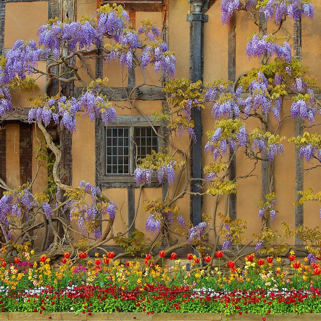 Обои цветы, стена, дом, англия, глициния, вистерия, flowers, wall, house, england, wisteria разрешение 2048x1359 Загрузить
