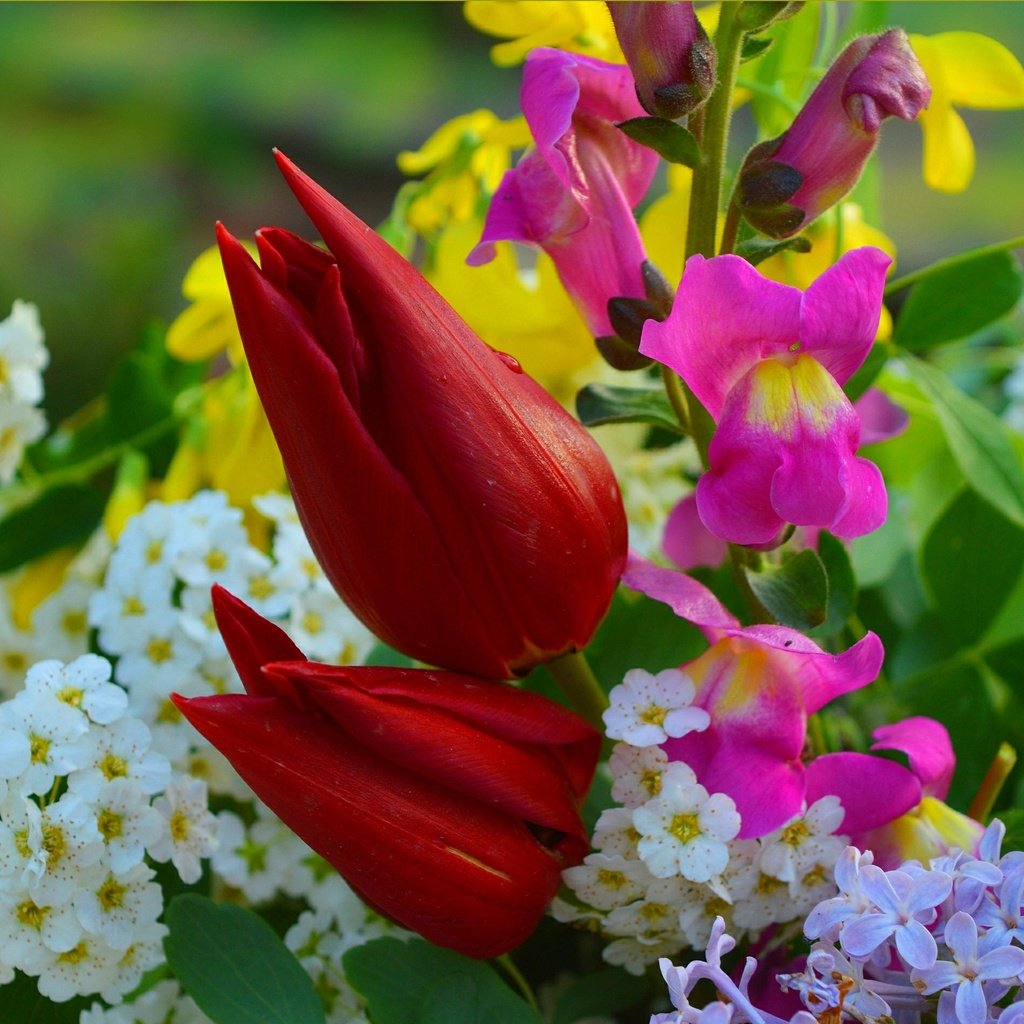 Обои цветы, букет, тюльпаны, сирень, flowers, bouquet, tulips, lilac разрешение 3004x1896 Загрузить