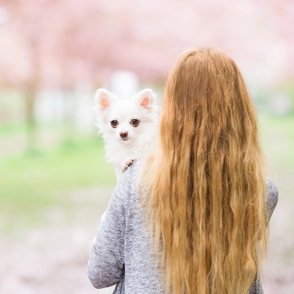 Обои девушка, собака, спина, волосы, друг, чихуахуа, girl, dog, back, hair, each, chihuahua разрешение 2048x1305 Загрузить