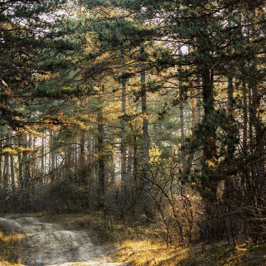 Обои дорога, деревья, природа, лес, road, trees, nature, forest разрешение 2048x1365 Загрузить