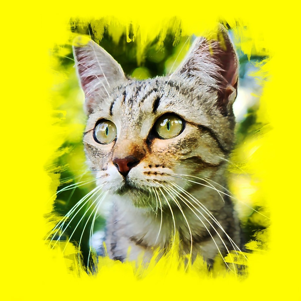 Обои глаза, арт, кот, усы, кошка, взгляд, eyes, art, cat, mustache, look разрешение 3365x2108 Загрузить