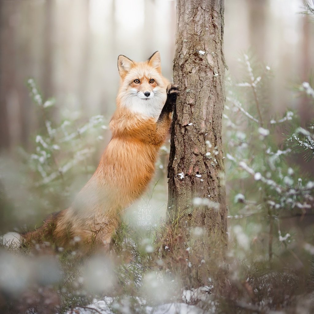 Обои лес, зима, лиса, лисица, животное, forest, winter, fox, animal разрешение 2048x1366 Загрузить