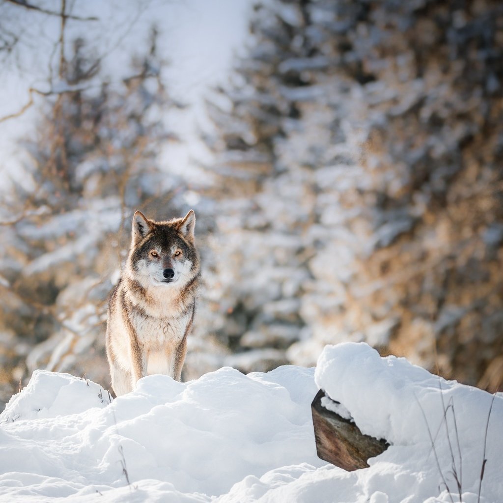 Обои глаза, морда, деревья, снег, лес, зима, взгляд, волк, eyes, face, trees, snow, forest, winter, look, wolf разрешение 1920x1100 Загрузить