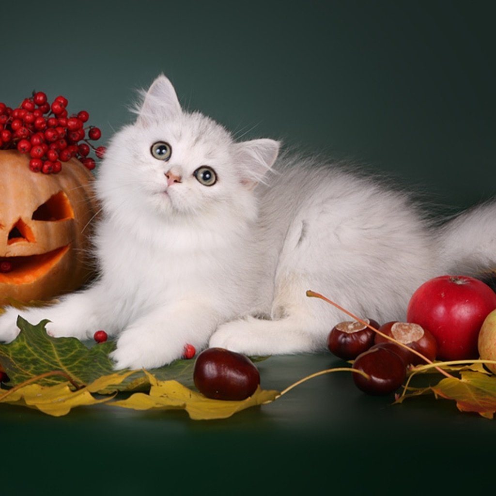 Обои листья, каштаны, кот, шотландская, яблоки, длинношерстная, кошка, осень, ягоды, животное, хэллоуин, тыква, pumpkin, leaves, chestnuts, cat, scottish, apples, longhair, autumn, berries, animal, halloween разрешение 2048x1273 Загрузить