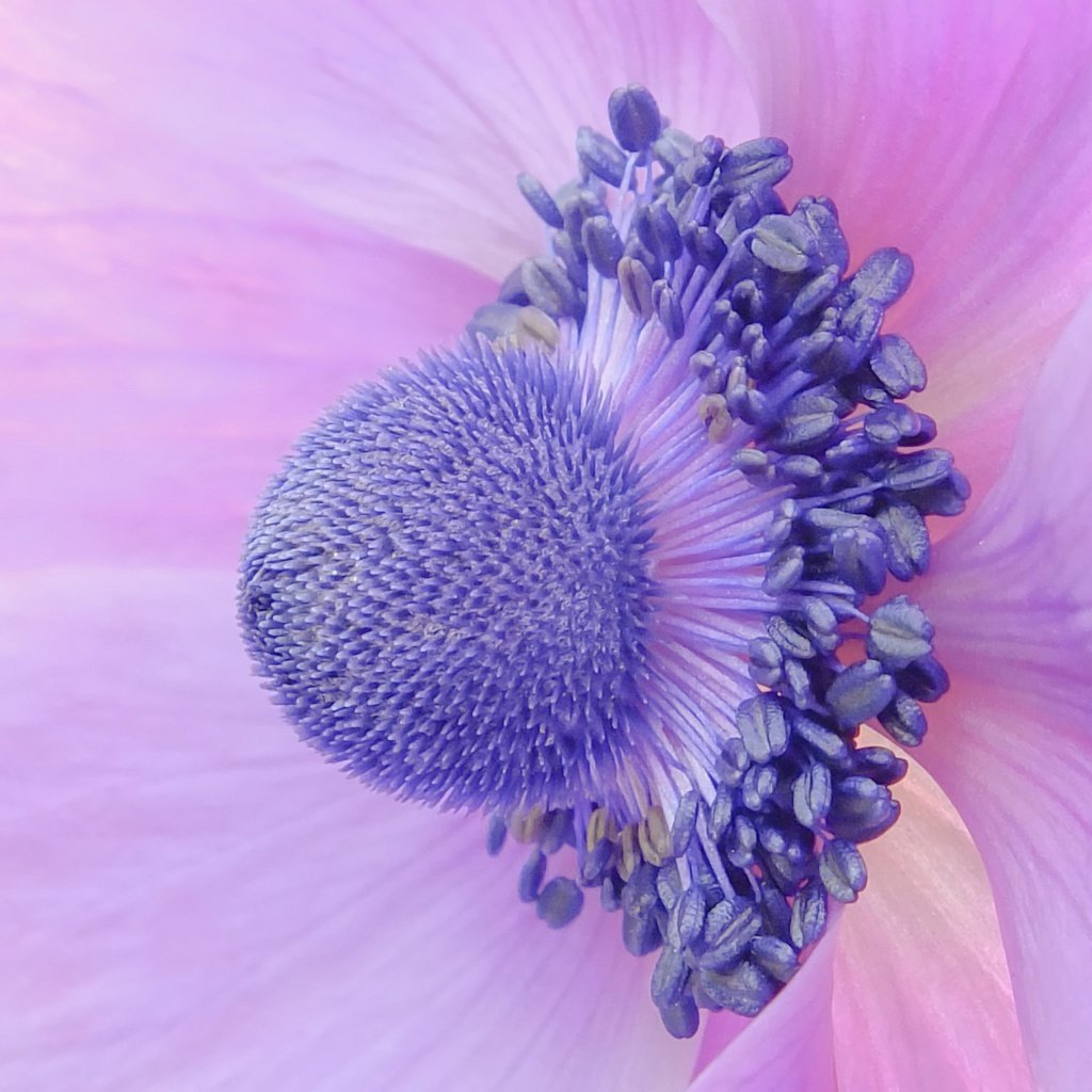 Обои макро, цветок, лепестки, крупным планом, анемона, ветреница, macro, flower, petals, closeup, anemone разрешение 2048x1536 Загрузить