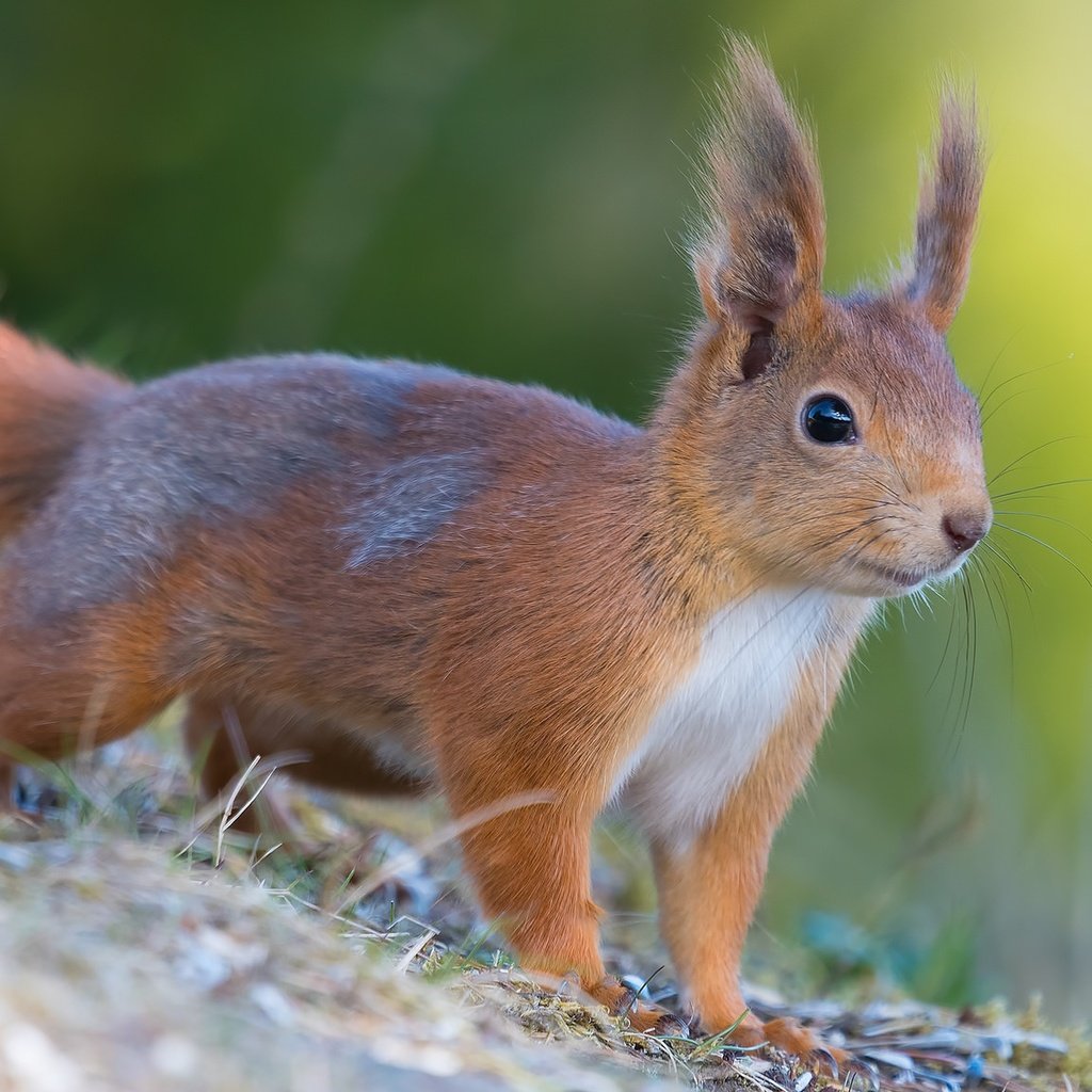 Обои мордочка, шерсть, белка, хвост, белочка, грызун, muzzle, wool, protein, tail, squirrel, rodent разрешение 2048x1152 Загрузить