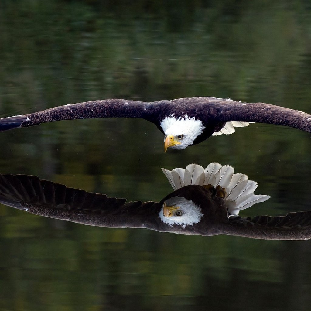 Обои отражение, полет, крылья, орел, птица, белоголовый орлан, reflection, flight, wings, eagle, bird, bald eagle разрешение 1920x1080 Загрузить