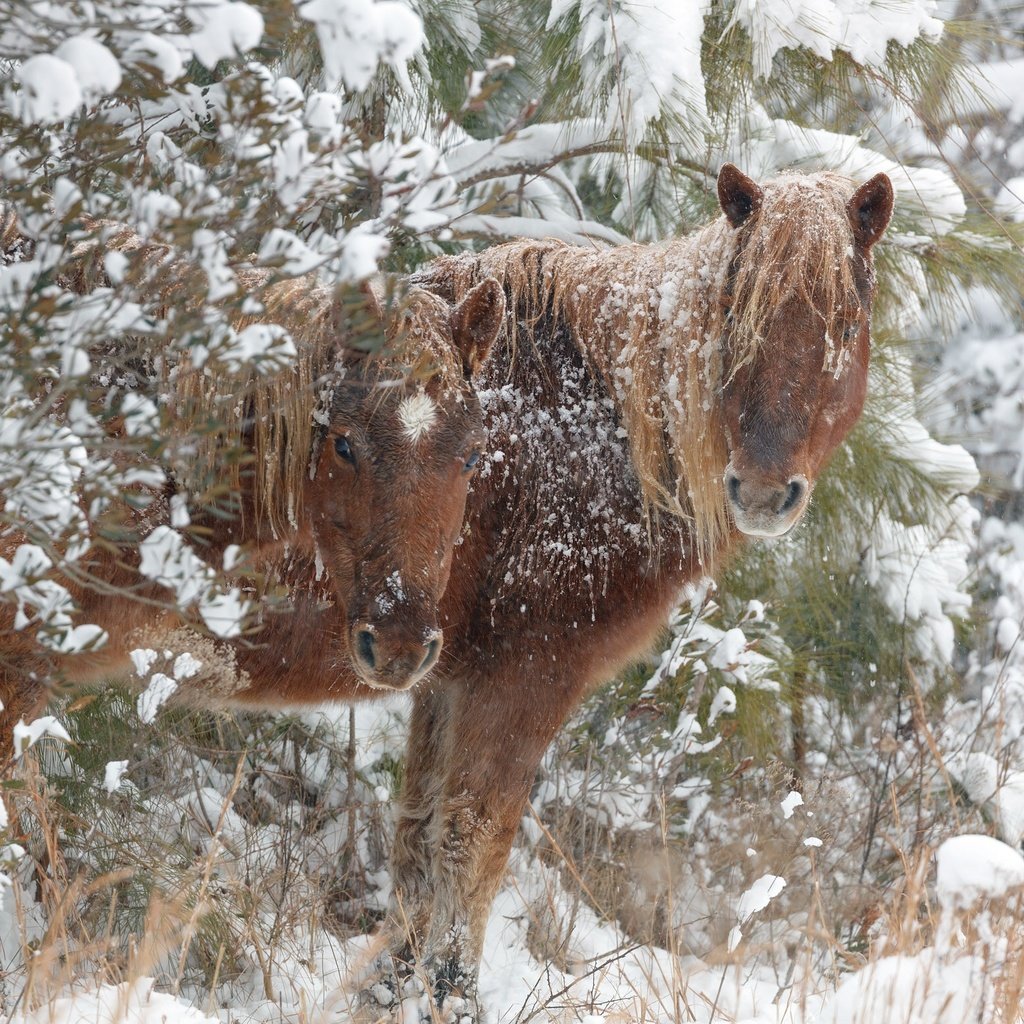 Обои снег, зима, лошади, кони, snow, winter, horse, horses разрешение 2048x1546 Загрузить