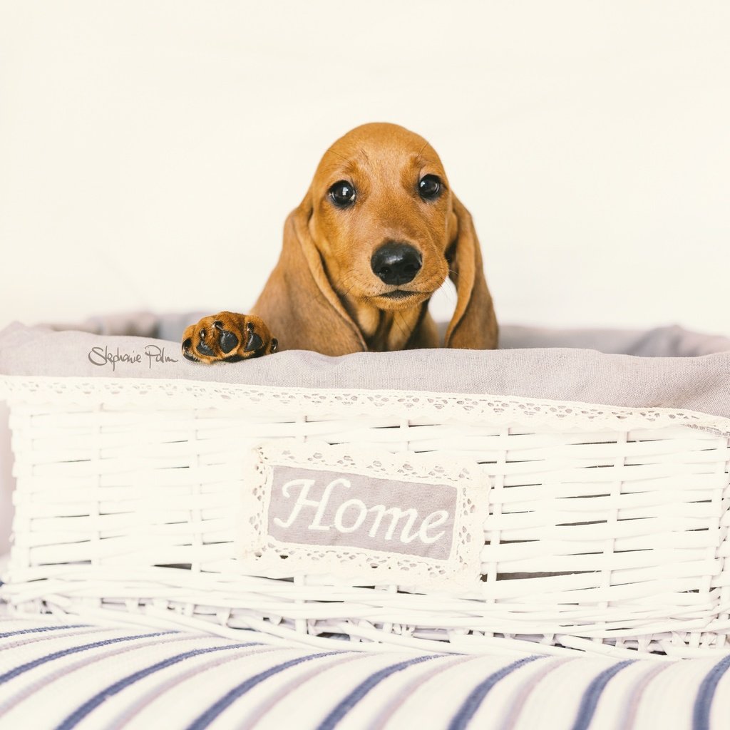 Обои глаза, взгляд, собака, дом, такса, уют, eyes, look, dog, house, dachshund, comfort разрешение 2048x1365 Загрузить