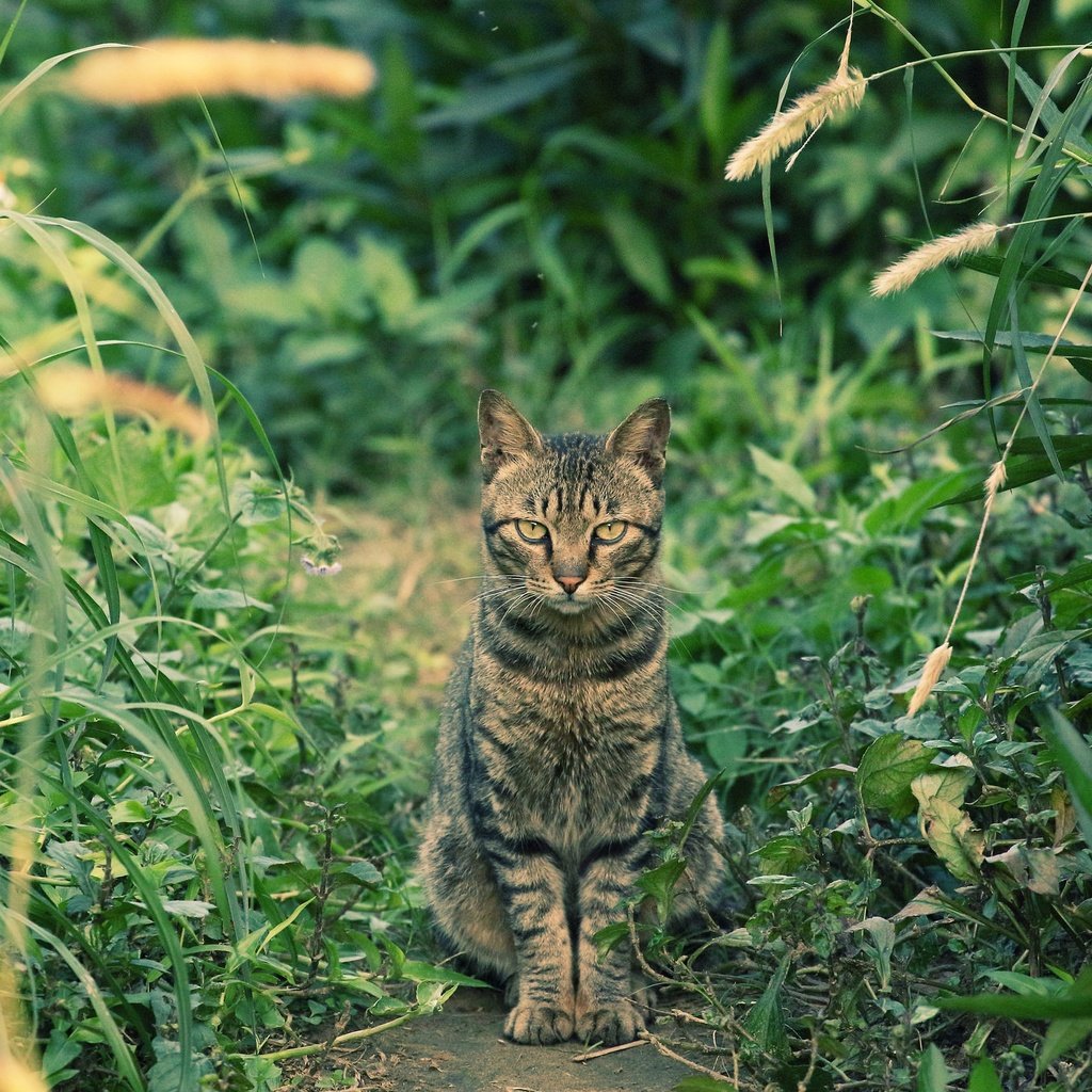 Обои глаза, трава, фон, кот, усы, кошка, взгляд, eyes, grass, background, cat, mustache, look разрешение 2048x1365 Загрузить