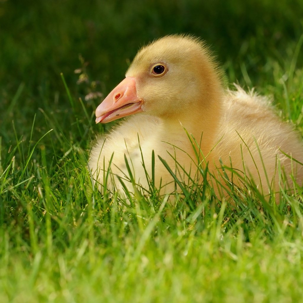 Обои трава, гусенок, птенец, природа, лето, птица, малыш, язык, гусь, grass, gosling, chick, nature, summer, bird, baby, language, goose разрешение 3337x1877 Загрузить