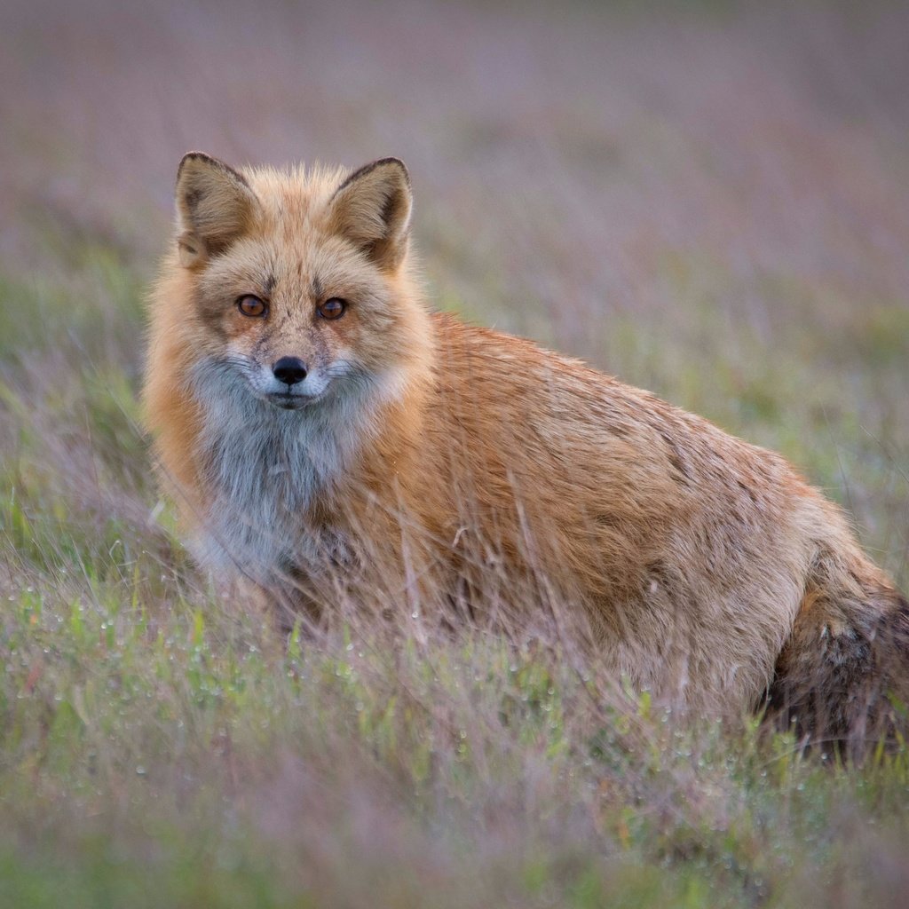 Обои трава, взгляд, рыжая, лиса, боке, grass, look, red, fox, bokeh разрешение 2560x1981 Загрузить