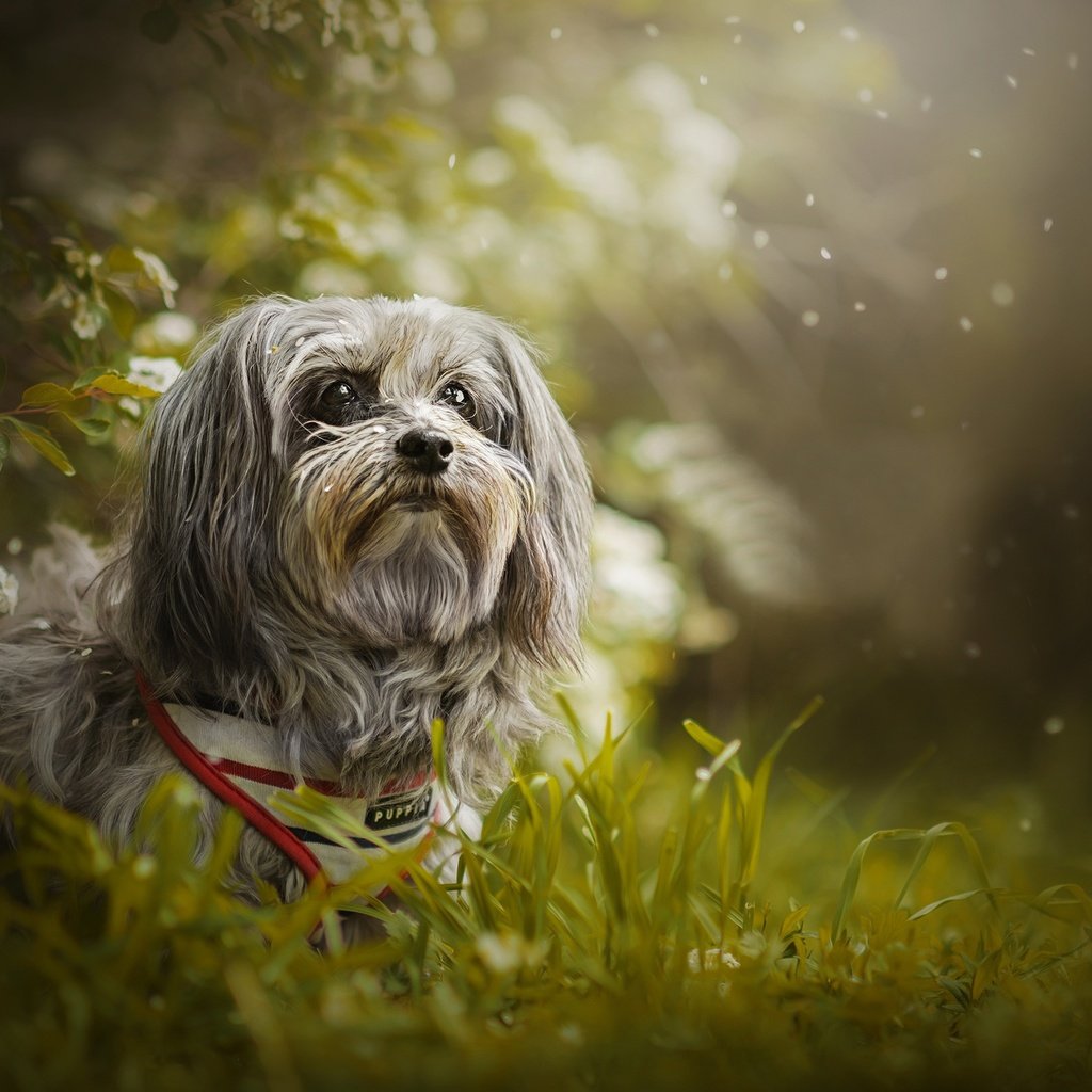 Обои травка, собачка, боке, гаванский бишон, weed, dog, bokeh, the havanese разрешение 2048x1298 Загрузить