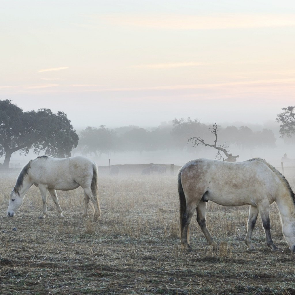 Обои утро, туман, кони, morning, fog, horses разрешение 2048x1356 Загрузить