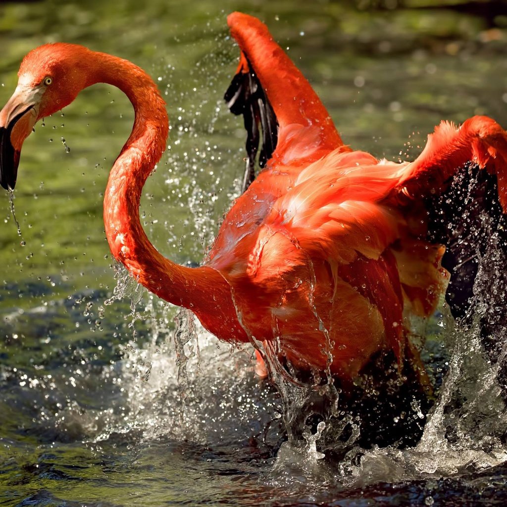 Обои вода, фламинго, крылья, брызги, птица, клюв, оперение, water, flamingo, wings, squirt, bird, beak, tail разрешение 2048x1365 Загрузить