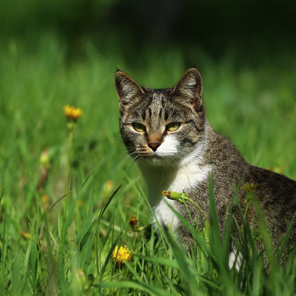 Обои цветы, зелень, кот, кошка, травка, мордашка, одуванчики, киса, flowers, greens, cat, weed, face, dandelions, kitty разрешение 1920x1280 Загрузить