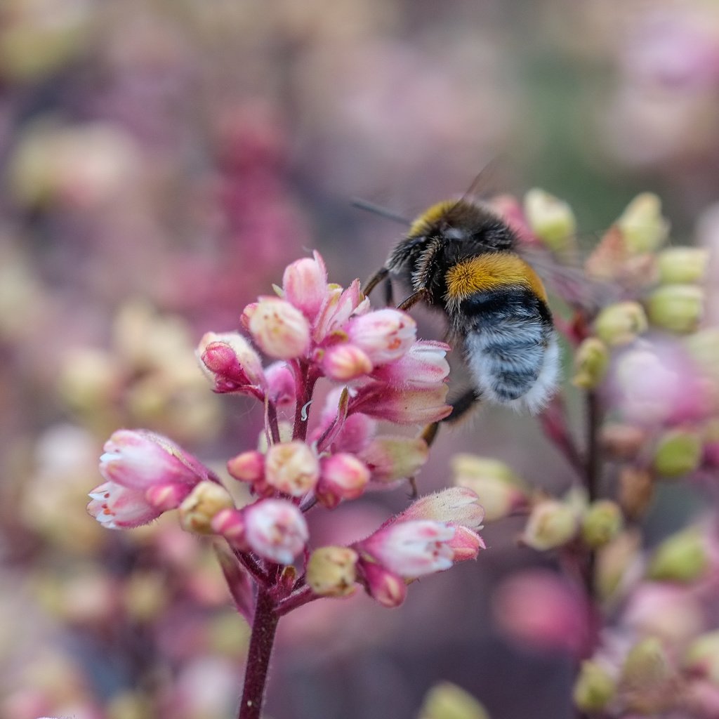 Обои цветы, природа, насекомое, пчела, jazzmatica, flowers, nature, insect, bee разрешение 4896x2760 Загрузить