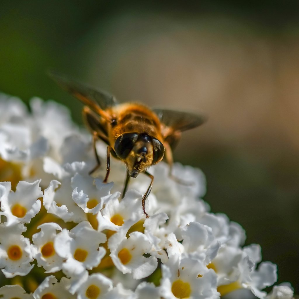 Обои цветы, насекомое, муха, журчалка, flowers, insect, fly, gorzalka разрешение 3575x2740 Загрузить